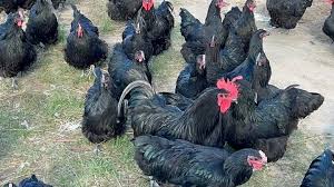 The Kyee Gold Standard: Turning Roadrunners Into Revenue