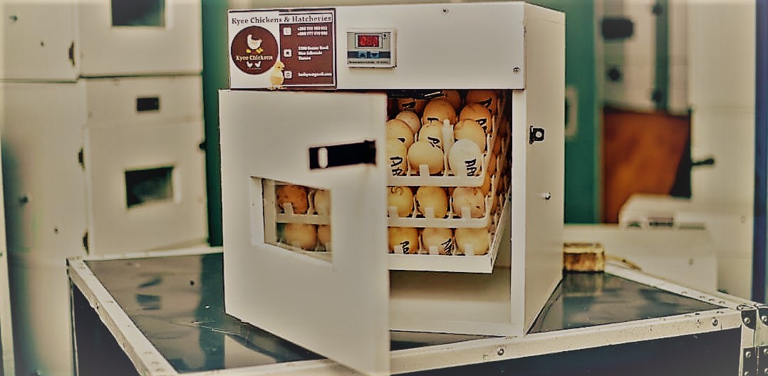 Commercial Hatchery Setup & Consultancy