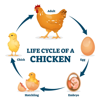 Zimbabwean poultry value chain