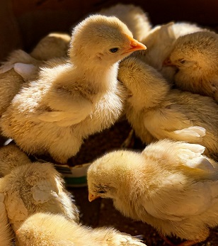  Kyee Chickens’ hatchery services